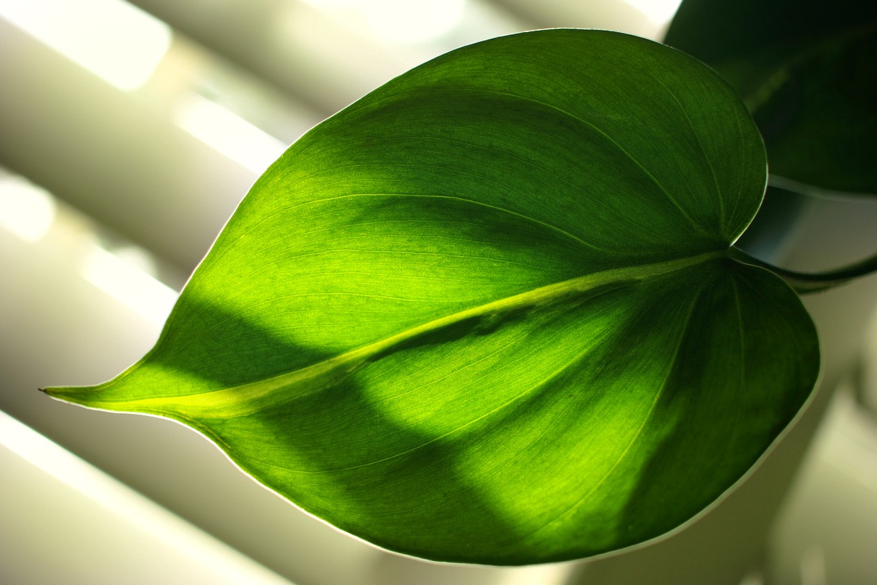 Filodendron Gdańsk