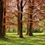 5 najładniejszych parków w Gdańsku na spacer lub piknik