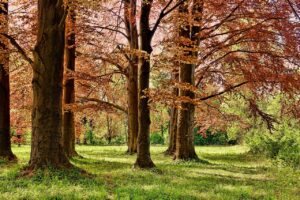 5 najładniejszych parków w Gdańsku na spacer lub piknik