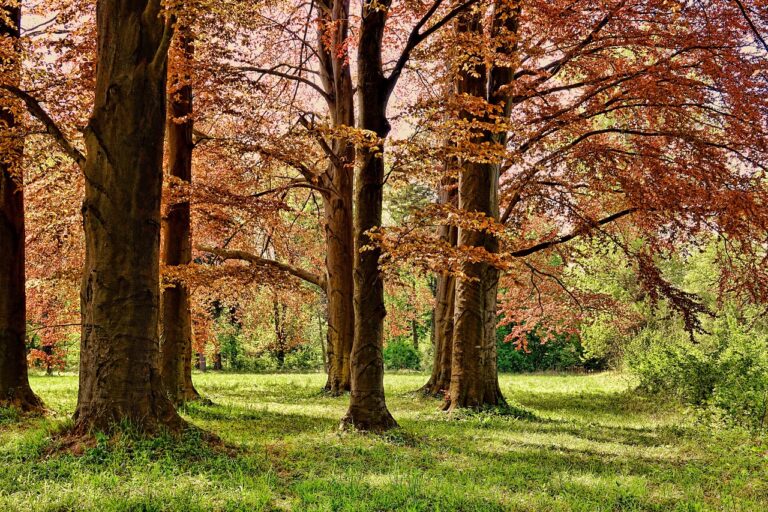 5 najładniejszych parków w Gdańsku na spacer lub piknik