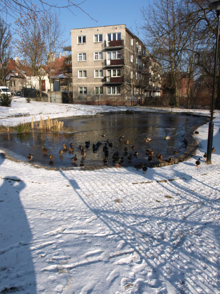 Staw w Parku Jaskowej Doliny w dzielnicy Wrzeszcz Gorny w Gdansku