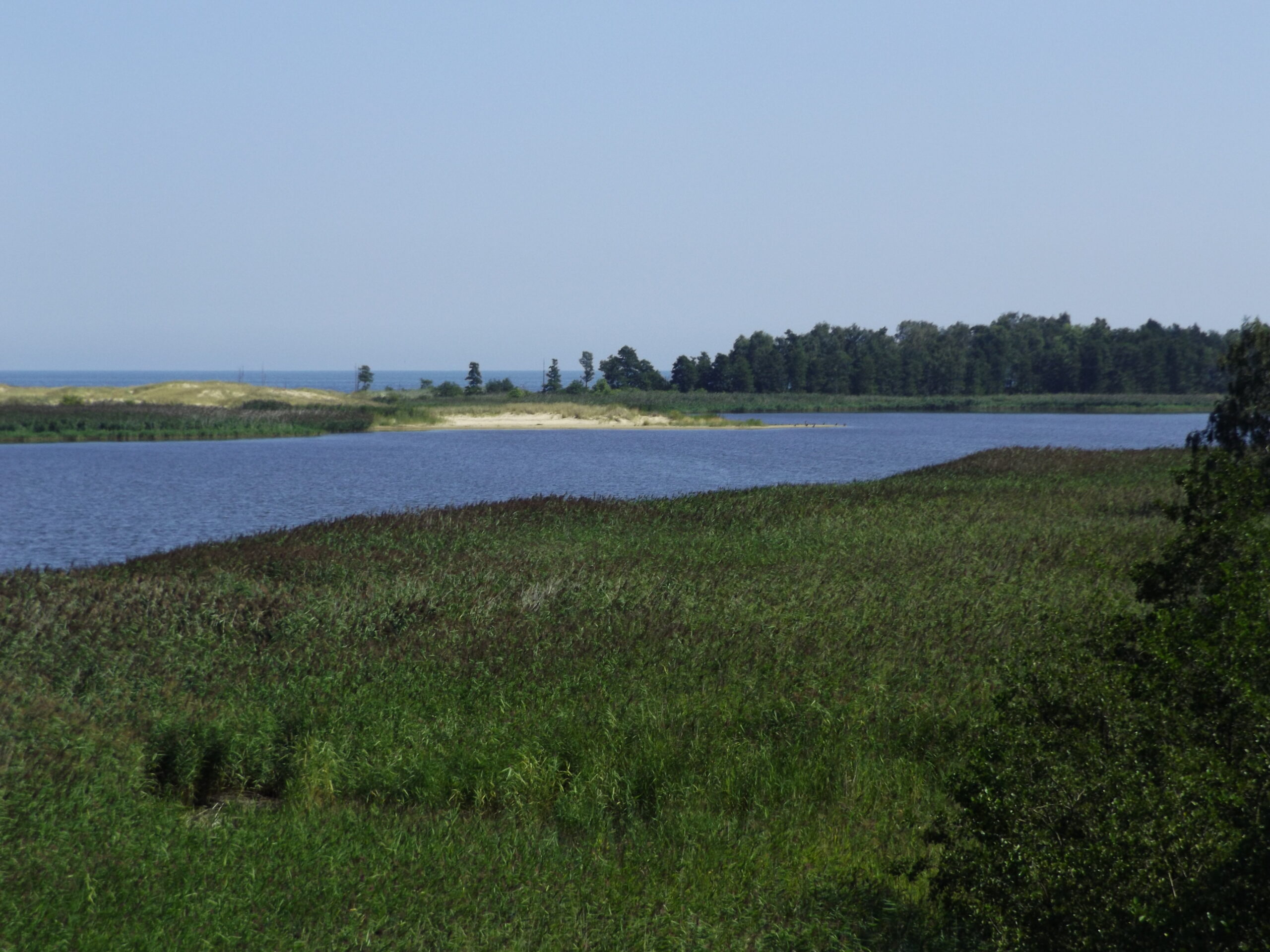 Rezerwat Ptasi Raj na Wyspie Sobieszewskiej w Gdansku