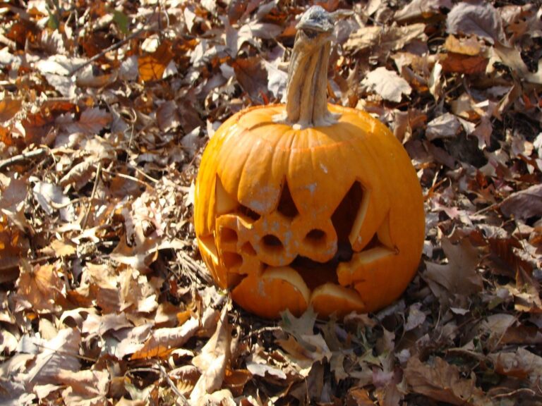 Wydrążona dynia na Halloween wśród jesiennych liści