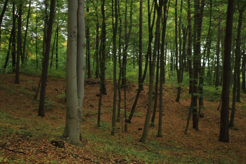 Las bukowy w Lasach Oliwskich jesienią
